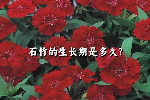 石竹的生长期是多久？