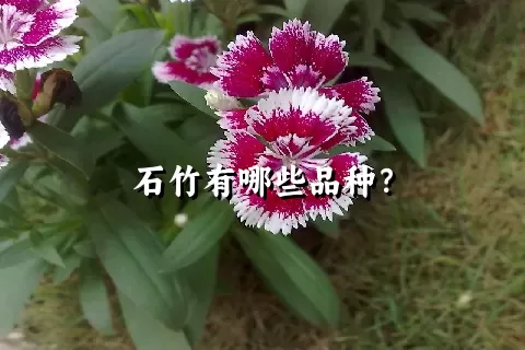 石竹有哪些品种？