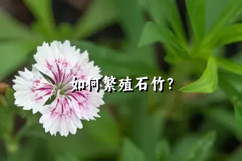 如何繁殖石竹？