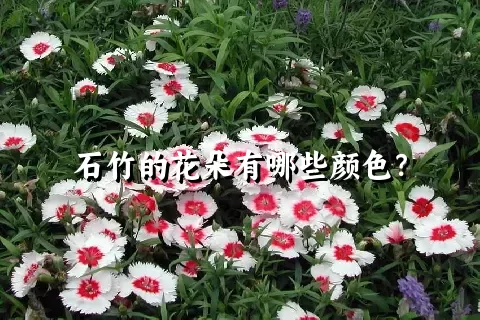 石竹的花朵有哪些颜色？