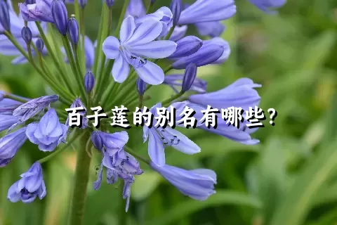 百子莲的别名有哪些？