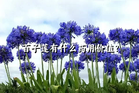 百子莲有什么药用价值？