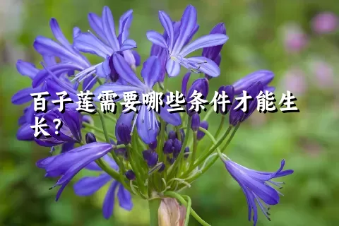 百子莲需要哪些条件才能生长？