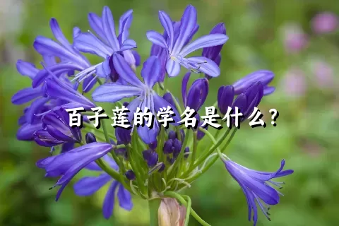 百子莲的学名是什么？