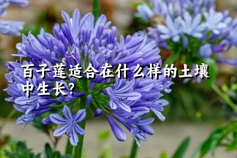 百子莲适合在什么样的土壤中生长？