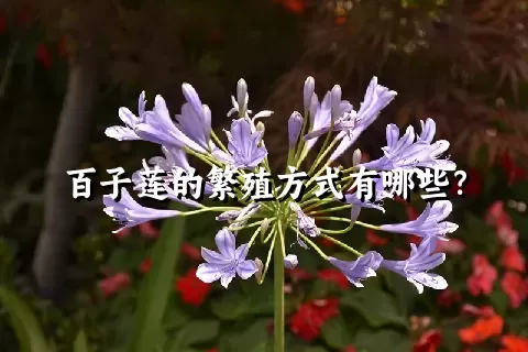 百子莲的繁殖方式有哪些？