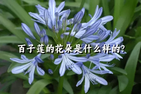 百子莲的花朵是什么样的？