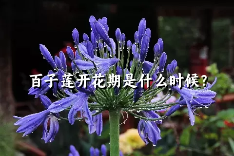 百子莲开花期是什么时候？