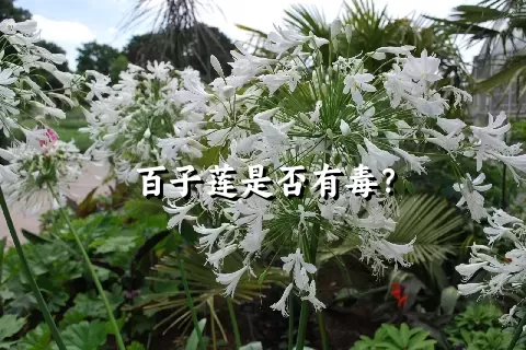 百子莲是否有毒？