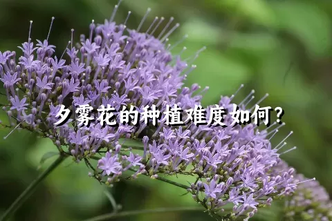 夕雾花的种植难度如何？