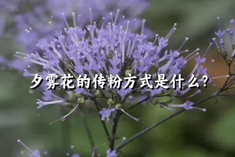 夕雾花的传粉方式是什么？