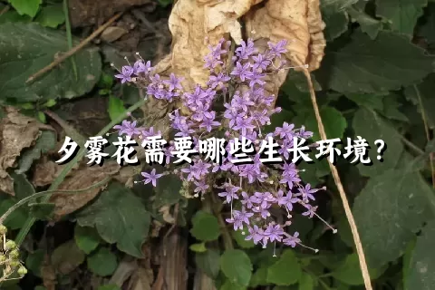 夕雾花需要哪些生长环境？