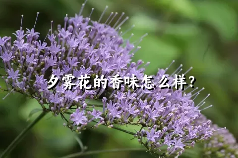 夕雾花的香味怎么样？