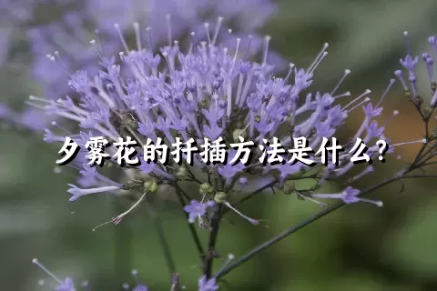 夕雾花的扦插方法是什么？