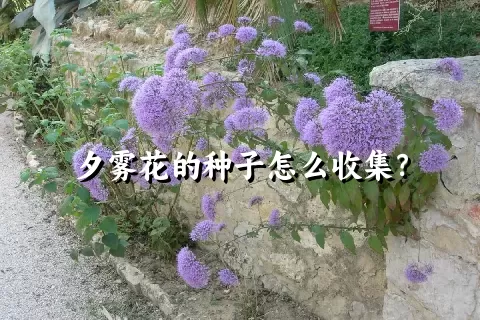 夕雾花的种子怎么收集？