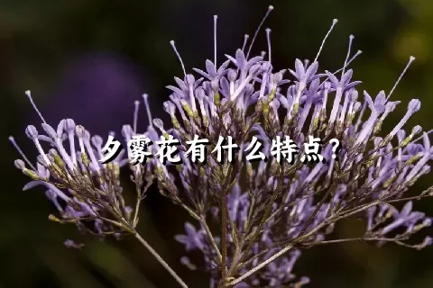 夕雾花有什么特点？