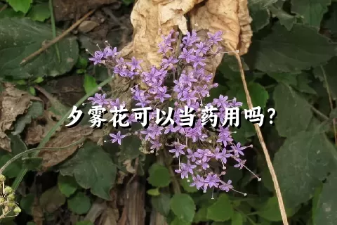 夕雾花可以当药用吗？