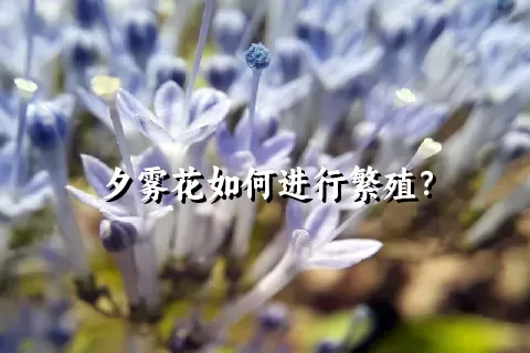 夕雾花如何进行繁殖？