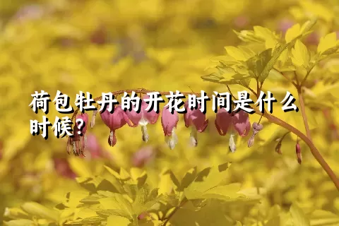 荷包牡丹的开花时间是什么时候？