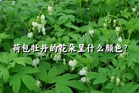 荷包牡丹的花朵呈什么颜色？