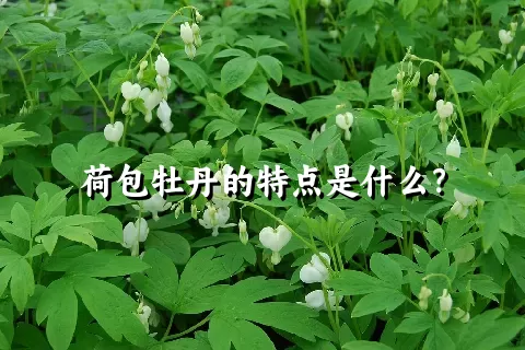 荷包牡丹的特点是什么？