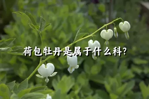 荷包牡丹是属于什么科？