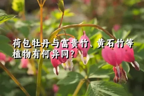 荷包牡丹与富贵竹、黄石竹等植物有何异同？