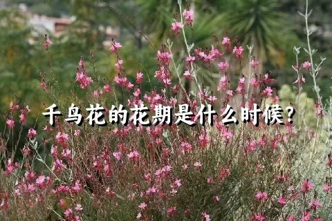 千鸟花的花期是什么时候？