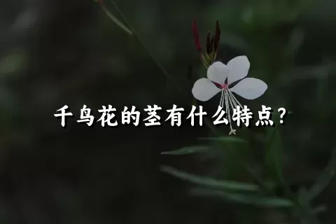 千鸟花的茎有什么特点？