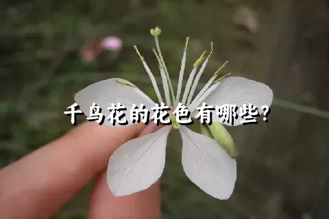 千鸟花的花色有哪些？