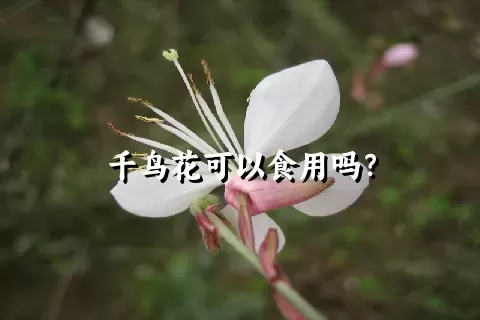 千鸟花可以食用吗？