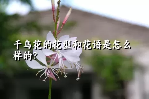 千鸟花的花型和花语是怎么样的？