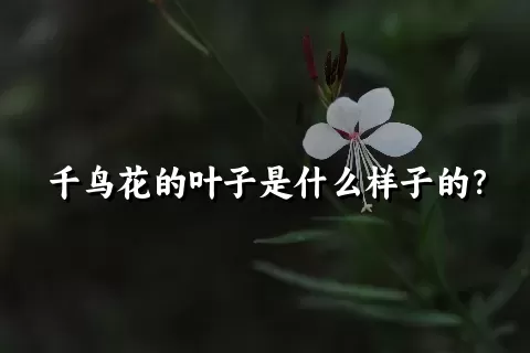 千鸟花的叶子是什么样子的？