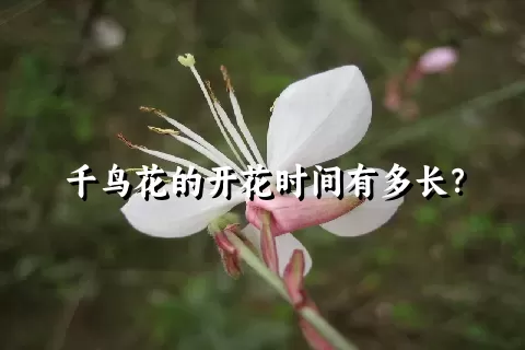 千鸟花的开花时间有多长？