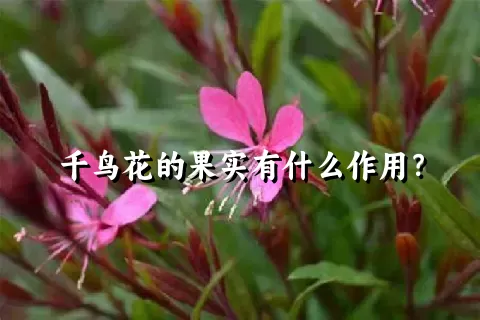 千鸟花的果实有什么作用？