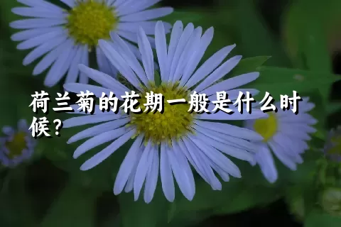 荷兰菊的花期一般是什么时候？