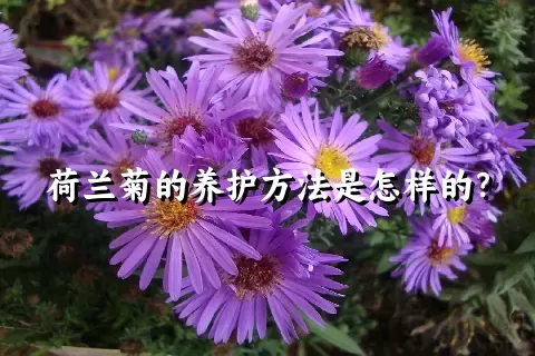 荷兰菊的养护方法是怎样的？