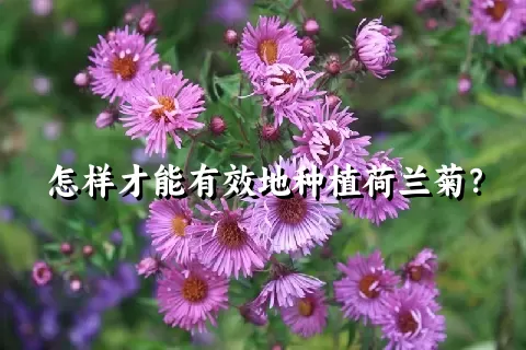 怎样才能有效地种植荷兰菊？