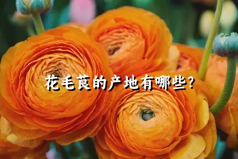 花毛茛的产地有哪些？