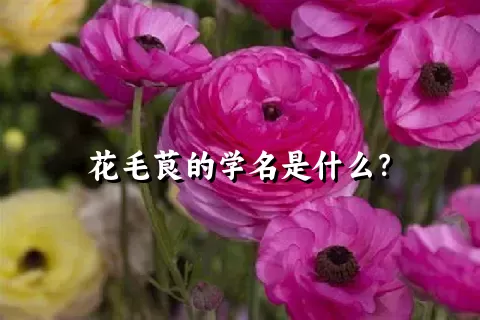 花毛茛的学名是什么？