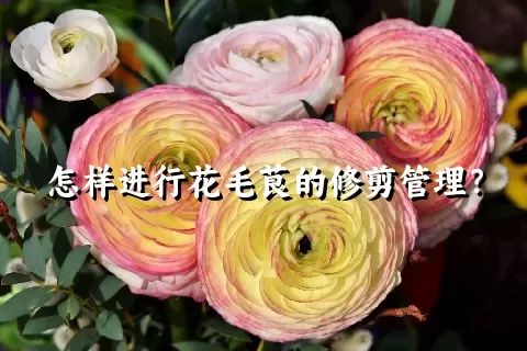 怎样进行花毛茛的修剪管理？