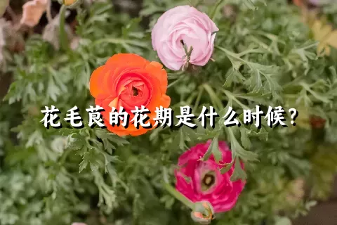 花毛茛的花期是什么时候？