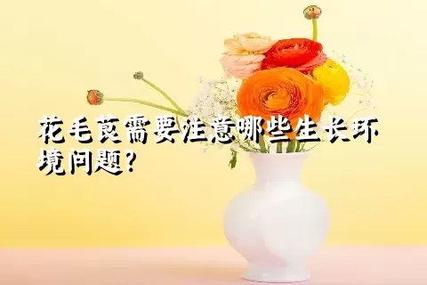 花毛茛需要注意哪些生长环境问题？