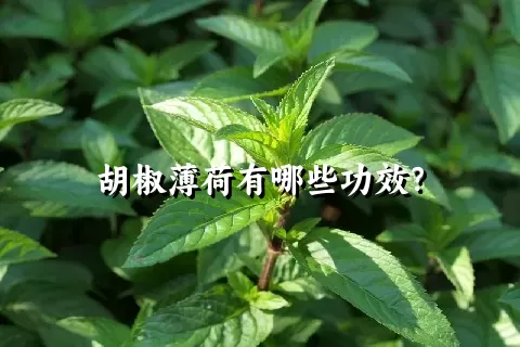 胡椒薄荷有哪些功效？