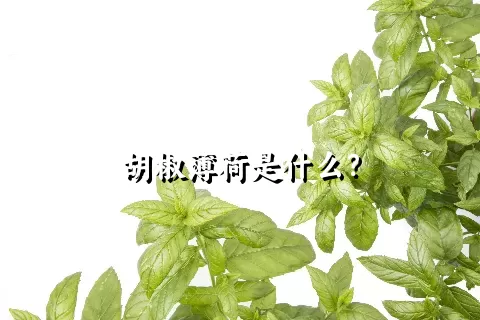 胡椒薄荷是什么？