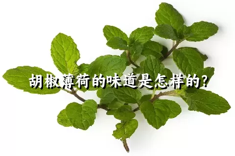 胡椒薄荷的味道是怎样的？