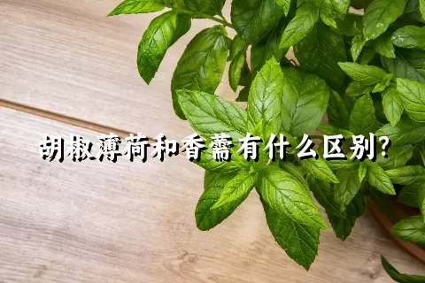 胡椒薄荷和香薷有什么区别？