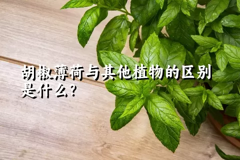 胡椒薄荷与其他植物的区别是什么？