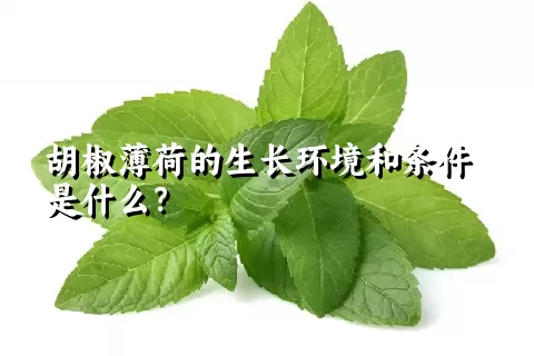 胡椒薄荷的生长环境和条件是什么？