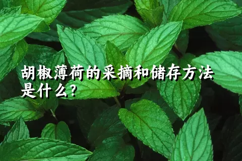 胡椒薄荷的采摘和储存方法是什么？